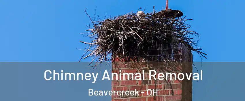 Chimney Animal Removal Beavercreek - OH