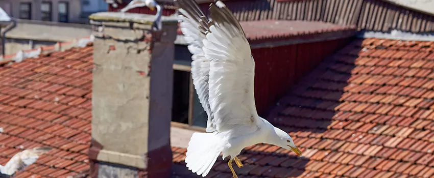 Residential Chimney Animal Removal Solution in Beavercreek, OH